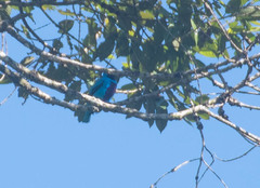 Cotinga amabilis