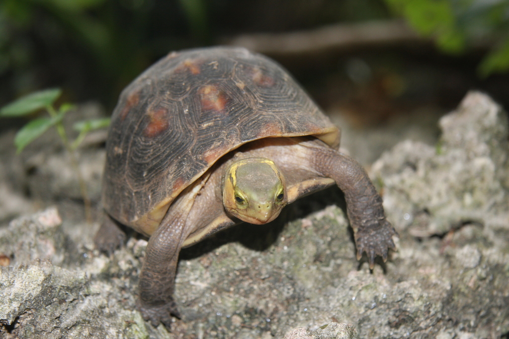 Ryukyu Yellow-margined Box Turtle in October 2011 by masato-p · iNaturalist