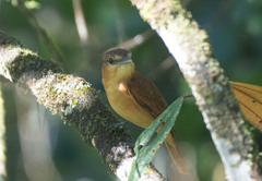 Pachyramphus cinnamomeus