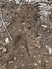 Oryctolagus cuniculus