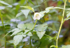 Rubus rosifolius