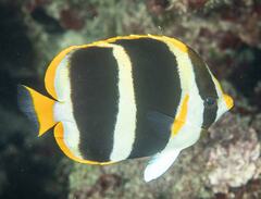 Chaetodon tricinctus