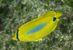 Chaetodon plebeius