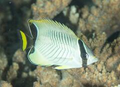 Chaetodon trifascialis
