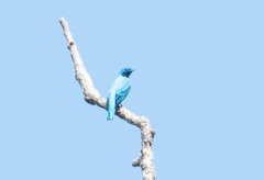 Cotinga amabilis image