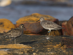 Calidris tenuirostris