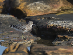 Calidris tenuirostris