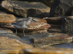 Calidris tenuirostris