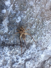 Ischyroplectron isolatum