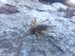 Ischyroplectron isolatum