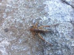 Ischyroplectron isolatum