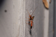 Opheltes glaucopterus barberi