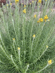 Chrysocephalum semipapposum