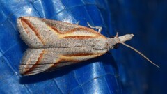 Arotrophora arcuatalis