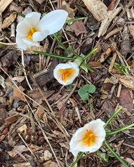 Crocus aleppicus