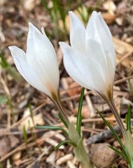 Crocus aleppicus
