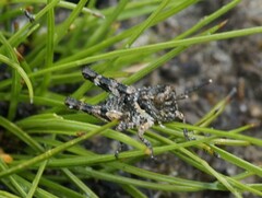 Cirphula pyrrhocnemis