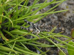 Cirphula pyrrhocnemis