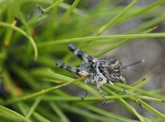 Cirphula pyrrhocnemis