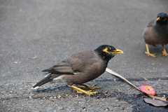 Acridotheres tristis