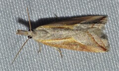 Arotrophora arcuatalis