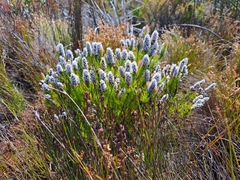 Spatalla mollis