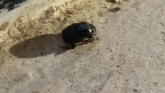 Coleoptera