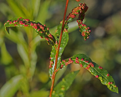 Aculus