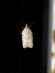 Isotenes miserana