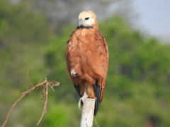 Busarellus nigricollis
