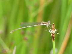 Austrolestes analis