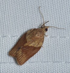 Epiphyas postvittana