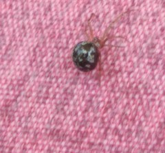 Steatoda triangulosa