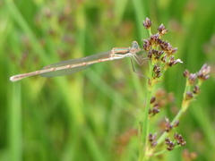 Austrolestes analis