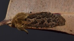 Oncopera intricoides