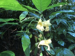 Impatiens duclouxii