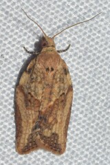 Epiphyas postvittana