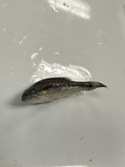 Micropterus punctulatus