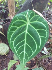 Anthurium magnificum