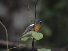 Ficedula mugimaki