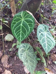 Anthurium magnificum