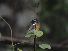 Ficedula mugimaki