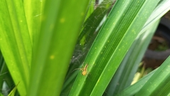 Oxyopes