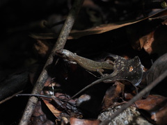 Eutropis rugifera