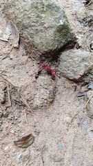 Phricotelphusa limula