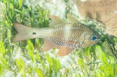 Ostorhinchus norfolcensis