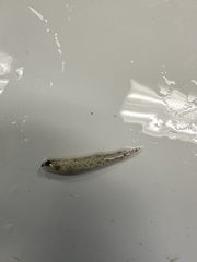 Etheostoma chlorosoma