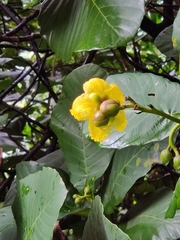 Dillenia suffruticosa