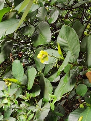 Dillenia suffruticosa