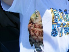 Cheilinus chlorourus